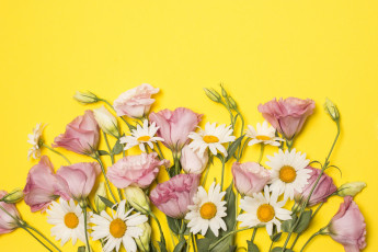 Картинка цветы разные+вместе ромашки эустома