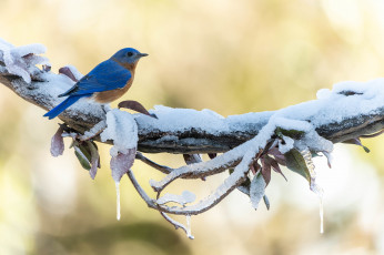 Картинка животные птицы птица