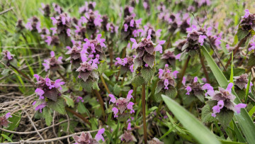 Картинка цветы луговые+ полевые +цветы весна 2024