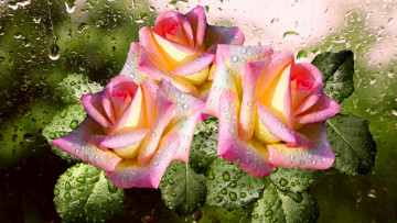 Картинка цветы розы