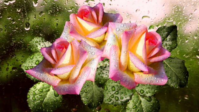 Обои картинки фото цветы, розы