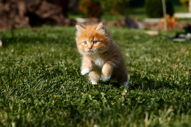 Обои картинки фото животные, коты, кот, кошка