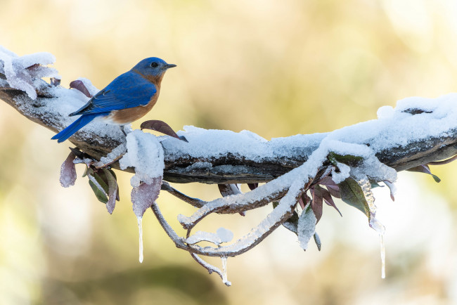 Обои картинки фото животные, птицы, птица