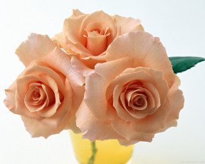 Картинка цветы розы