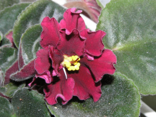 Картинка цветы фиалки