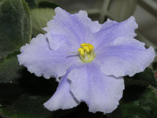 Картинка цветы фиалки