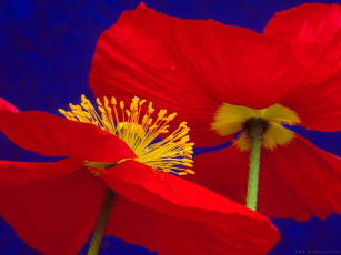 Картинка цветы маки