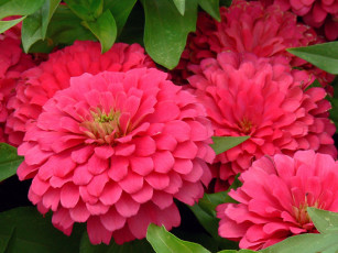 Картинка цветы цинния