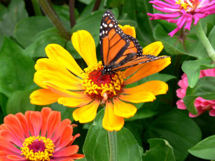 Картинка цветы цинния