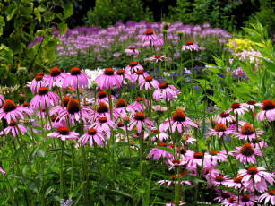 Картинка цветы эхинацея