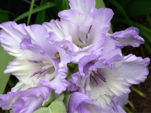 Картинка цветы гладиолусы