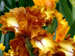 Картинка цветы ирисы