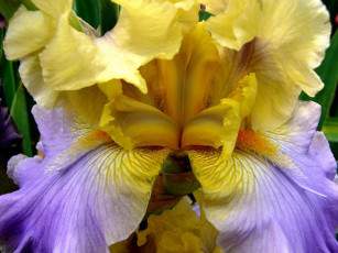 обоя цветы, ирисы