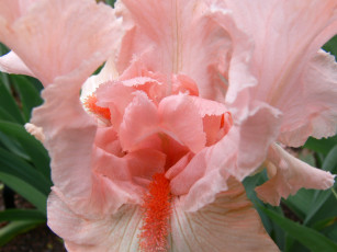 Картинка цветы ирисы