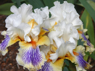 Картинка цветы ирисы