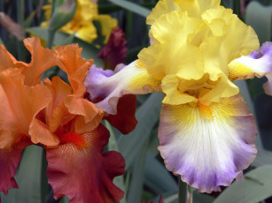 Картинка цветы ирисы