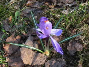 Картинка цветы крокусы