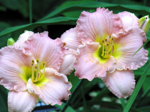 Картинка цветы лилии лилейники