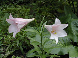 Картинка цветы лилии лилейники