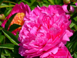 Картинка цветы пионы