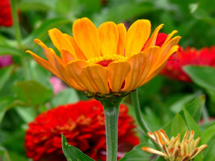 Картинка цветы разные вместе