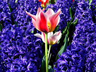 Картинка цветы разные вместе