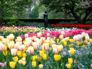 Картинка цветы разные вместе