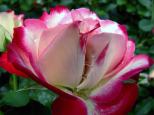 Картинка цветы розы