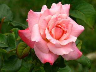 Картинка цветы розы