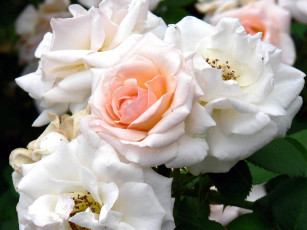 Картинка цветы розы