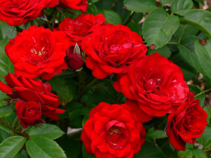 Картинка цветы розы