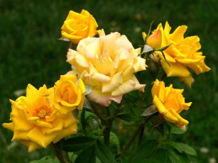 Картинка цветы розы