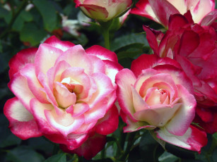 Картинка цветы розы