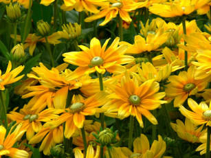 Картинка цветы рудбекия