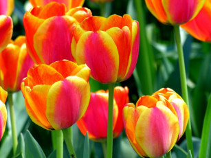 Картинка цветы тюльпаны