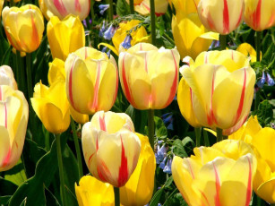 Картинка цветы тюльпаны