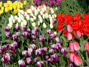 Картинка цветы тюльпаны