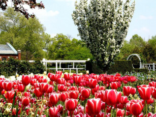 Картинка цветы тюльпаны