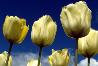 Картинка цветы тюльпаны