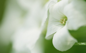 Картинка цветы