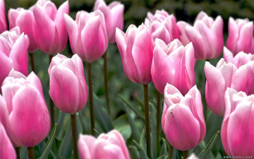 Картинка цветы тюльпаны