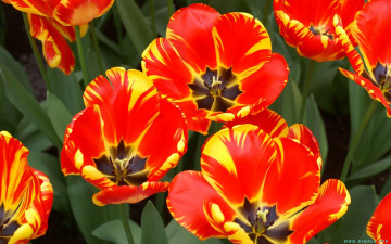 Картинка цветы тюльпаны