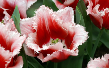 Картинка цветы тюльпаны