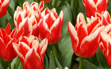 Картинка цветы тюльпаны