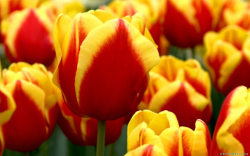 Картинка цветы тюльпаны