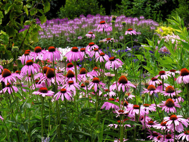 Обои картинки фото цветы, эхинацея
