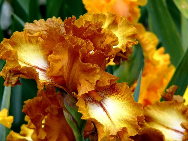 Обои картинки фото цветы, ирисы