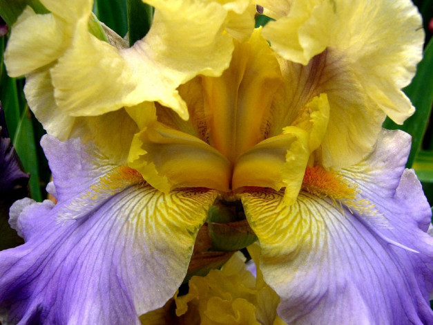 Обои картинки фото цветы, ирисы