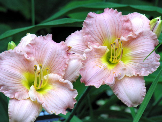 Обои картинки фото цветы, лилии, лилейники