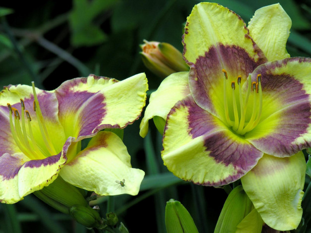 Обои картинки фото цветы, лилии, лилейники